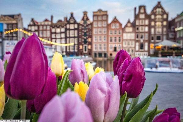 12.-16.04.25 Tulpenblüte in Holland im Keukenhof – Bild 2