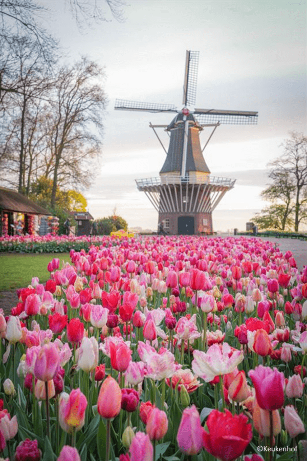 12.-16.04.25 Tulpenblüte in Holland im Keukenhof