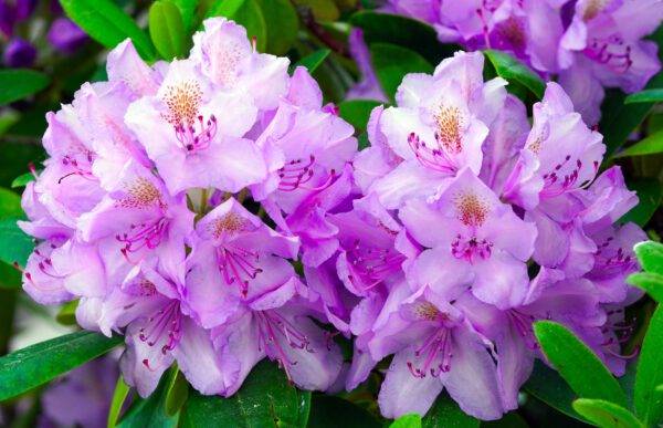 27.05.25 Seleger Moor - Rhododendron und Azaleenpark – Bild 2