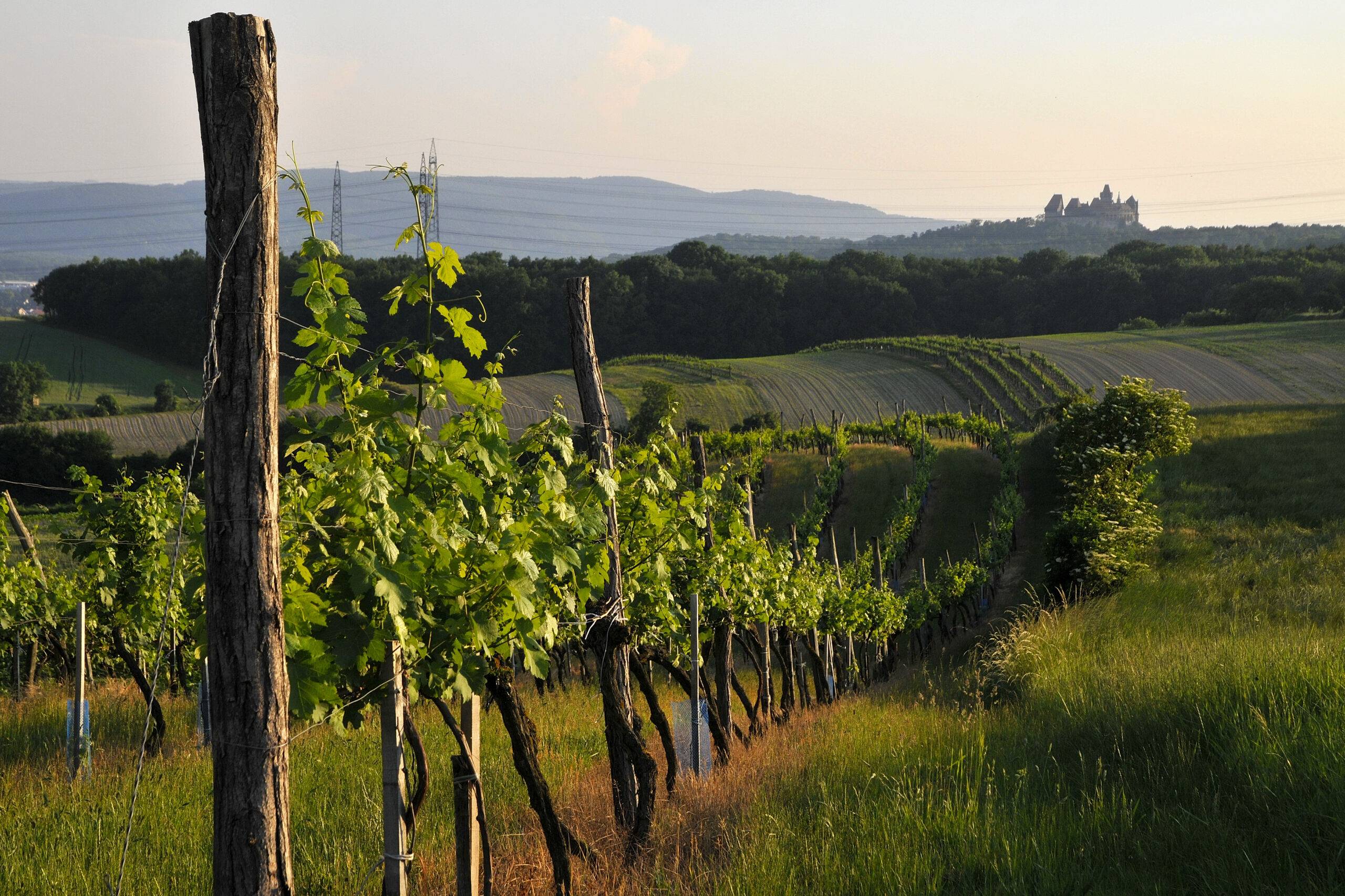 24.06.-28.06.2026 Wien & Wachau - Glanzvolle Tage zwischen Kultur und Genuss – Bild 10