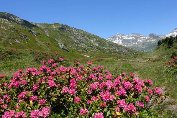 06.07.25 Alpenrosenblüte auf dem Fellhorn – Bild 3