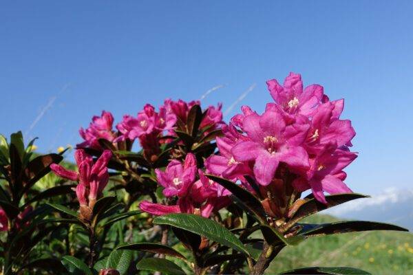 06.07.25 Alpenrosenblüte auf dem Fellhorn