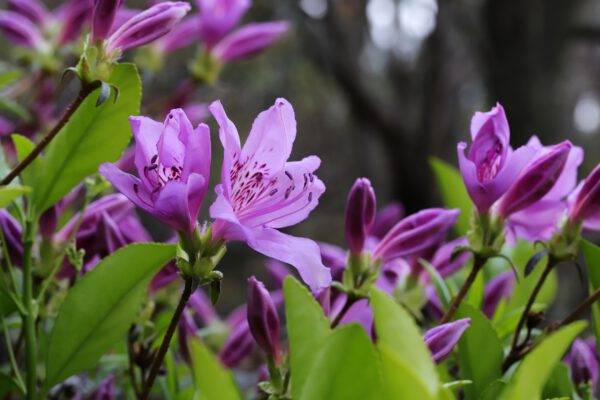 27.05.25 Seleger Moor - Rhododendron und Azaleenpark