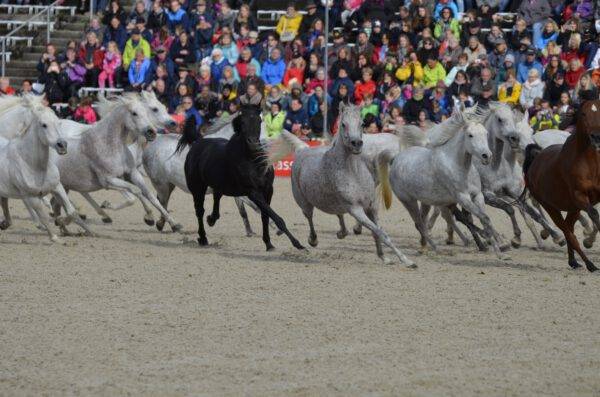 05.10.25 100 Jahre Marbacher Hengstparade