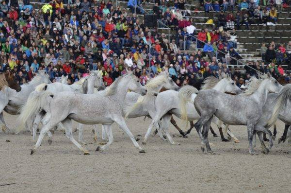 05.10.25 100 Jahre Marbacher Hengstparade – Bild 2