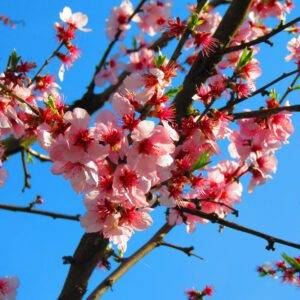09.04.2026 Kirschbaumblüte im Kaiserstuhl