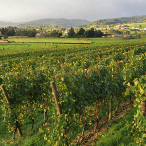 17.09.-24.09.2026 Burgund & Saône - Eine Reise durch das Herz Frankreichs